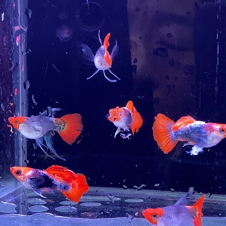 孔雀鱼小蓝贵族球c3对