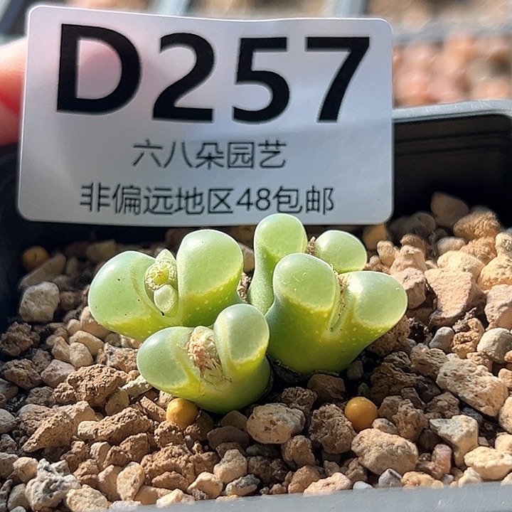 特价1802.832风铃多肉