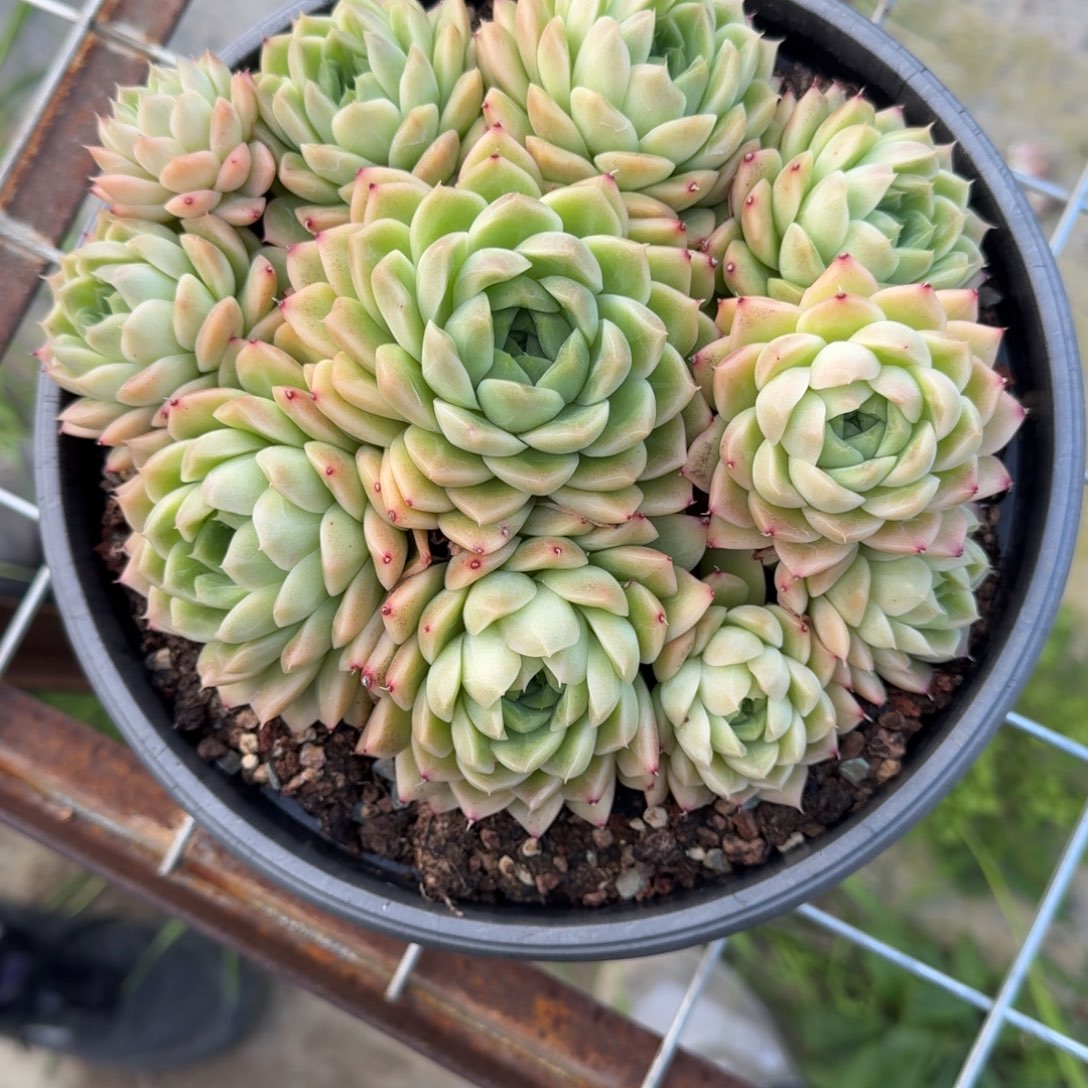 云台麦秆捧花多肉植物