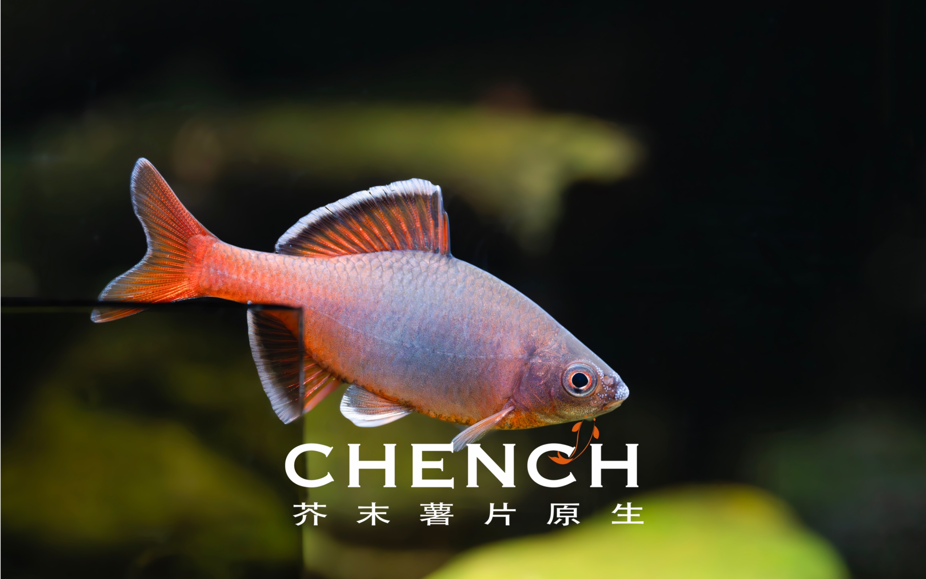 白边须鱊原生鱼冷水鱼溪流鱼群游鱼