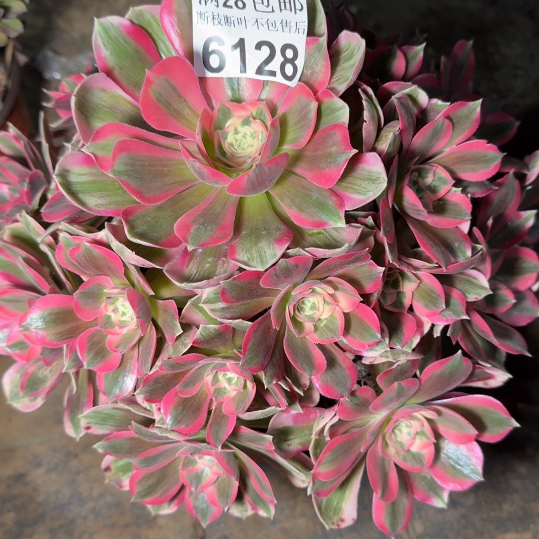 6128女郎多肉植物