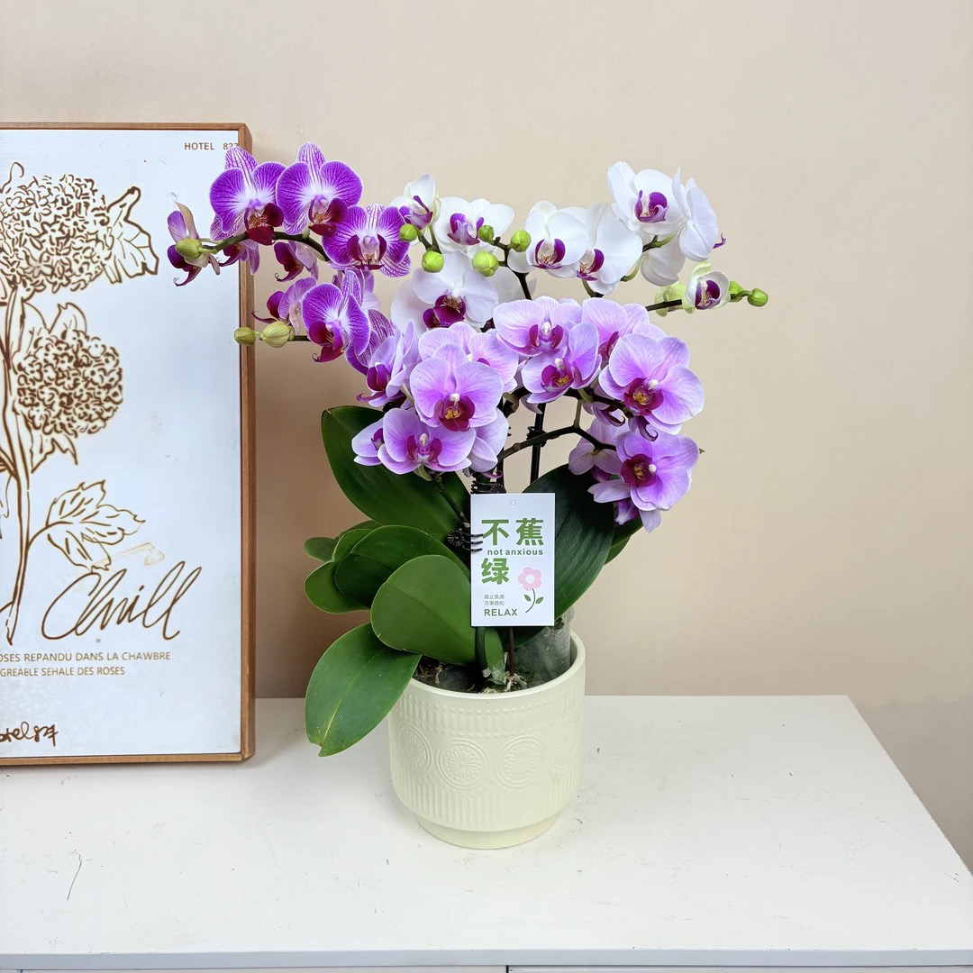 蝴蝶兰 《全家福》混色花 精致优美 耐开耐养 室内鲜花 基地直发