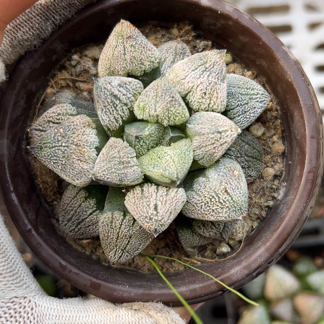 多多摸摸哦哦哦哦哦哦