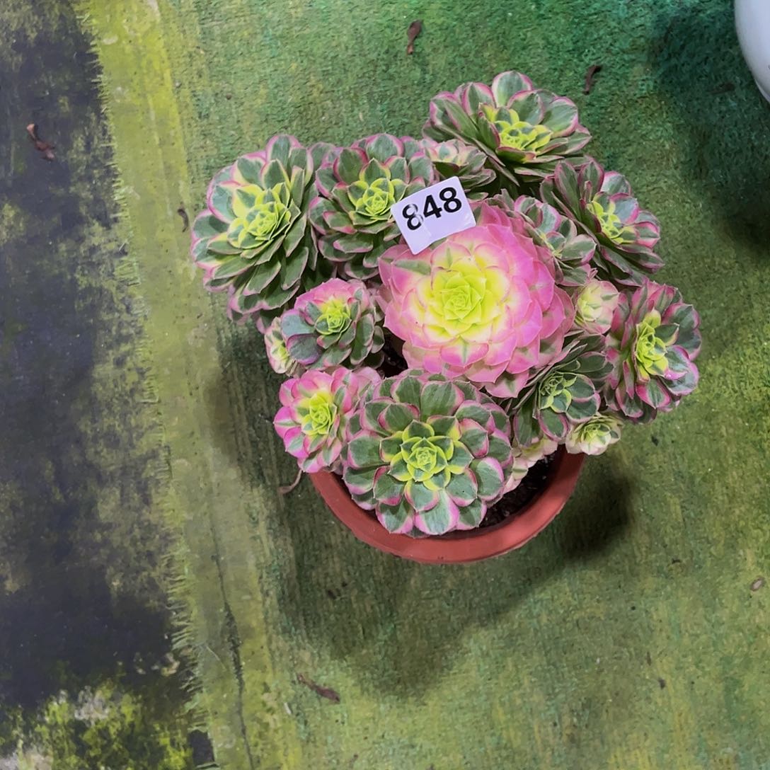 丽***头多肉水中月00000848