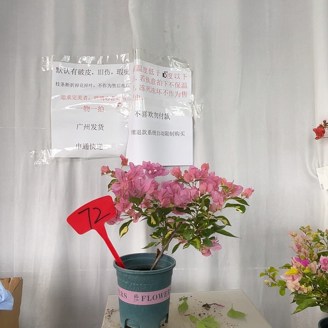 当前无花栽培后可以开花72金心橙白扦插苗