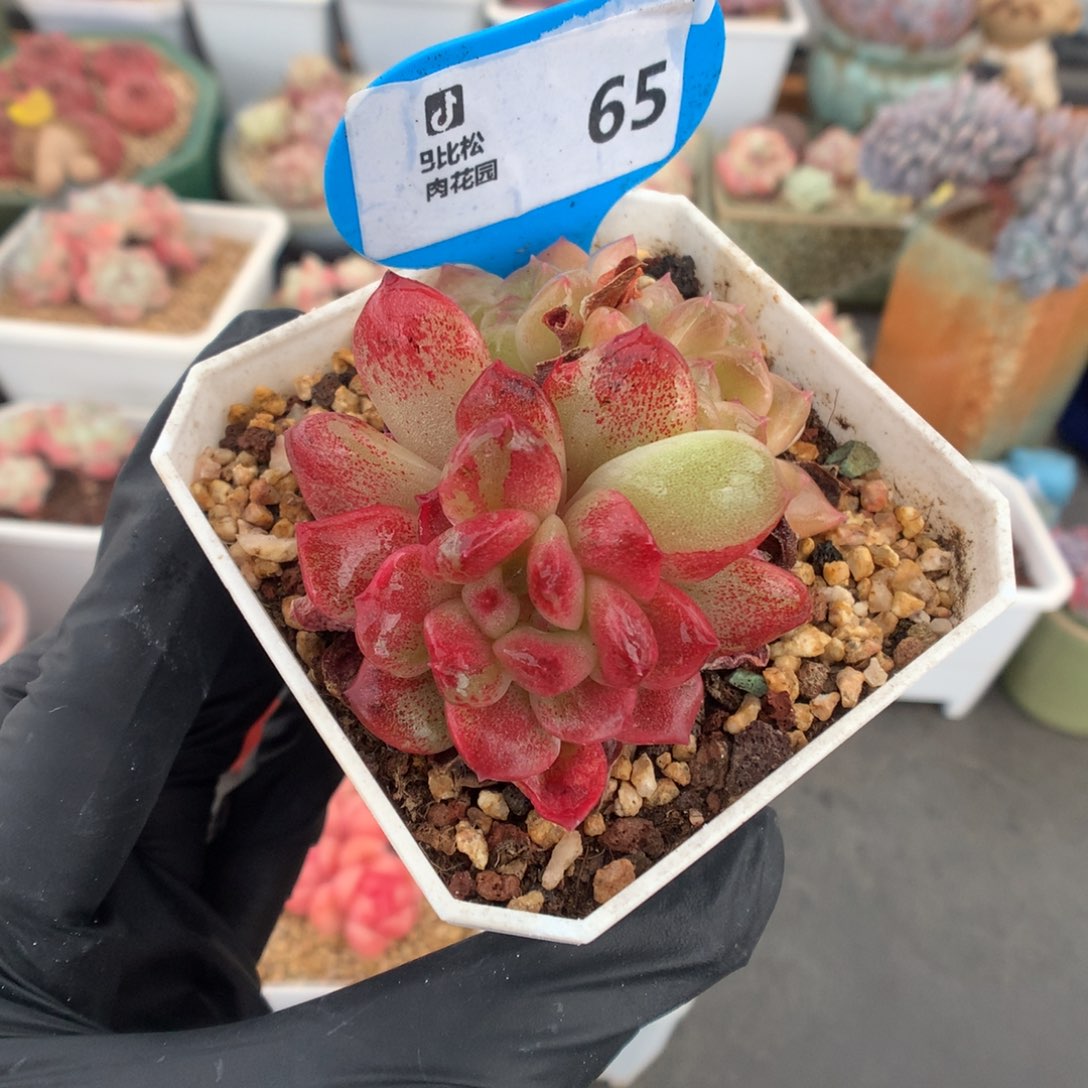 65 冰魄石化多肉多肉