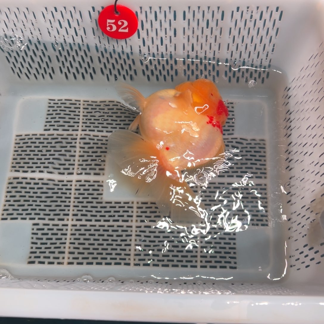 土***.海水鱼你好意思的不给