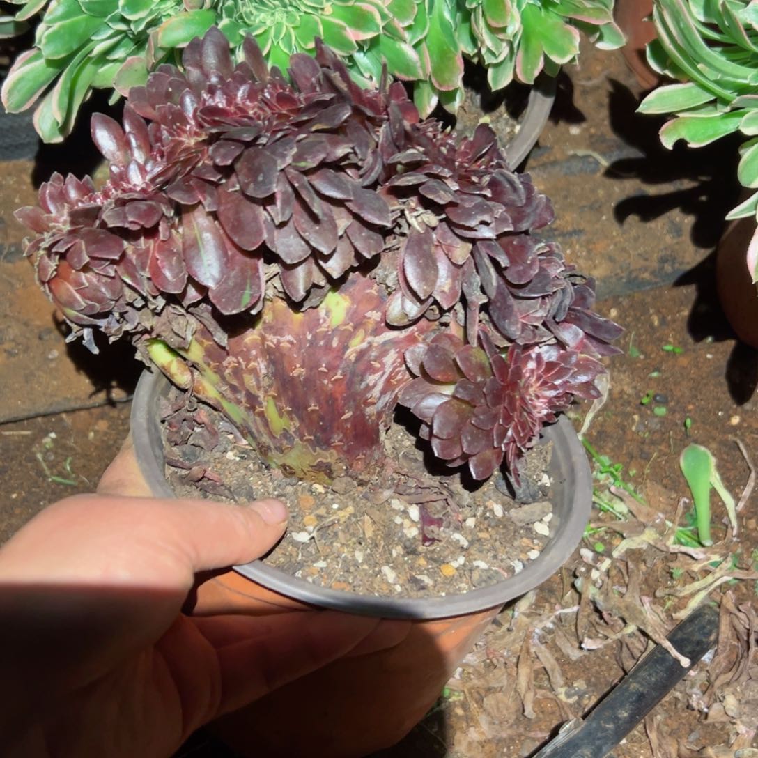 郭*630 号法师多肉植物新年快乐