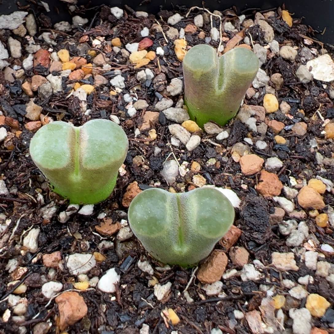 8.11好看的多肉脱土发货804