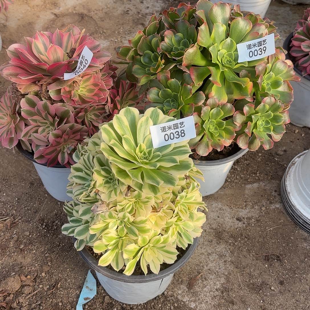 特斯拉女王迈巴赫多肉植物38-39-40