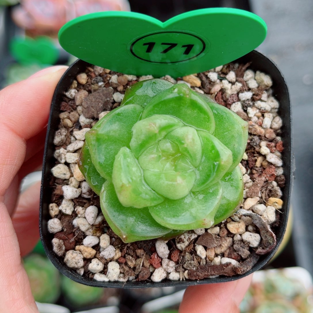 风靡园艺新品糖心单头