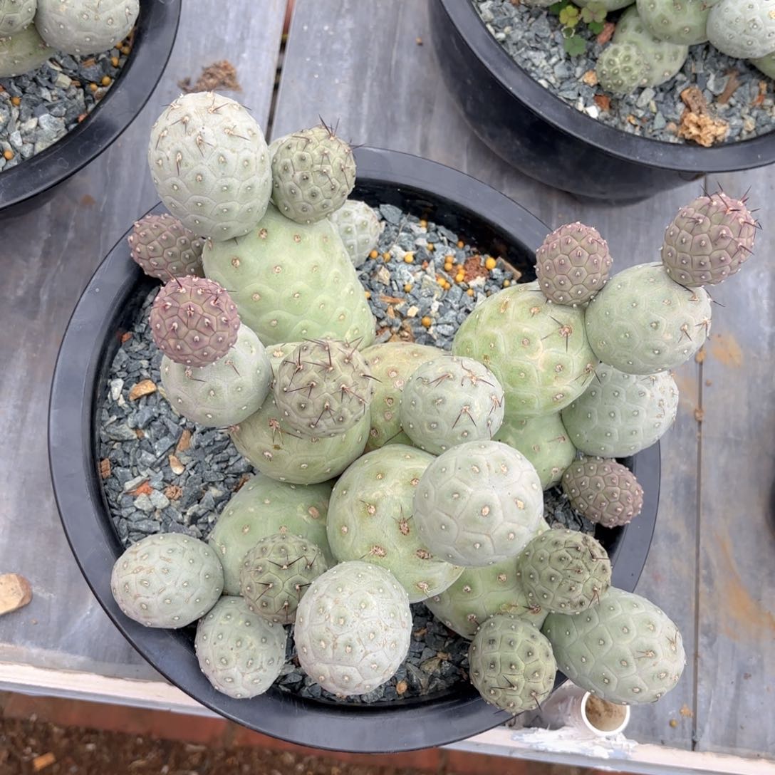 无花朵习志野Hhhhhhhhh