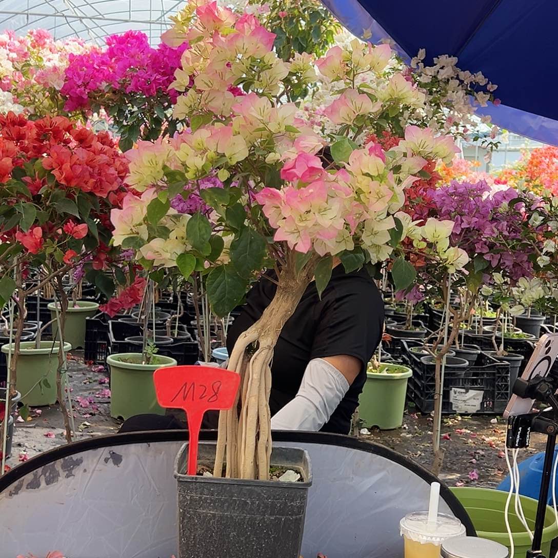 黑***g大部分花苞少量开放M28绿樱