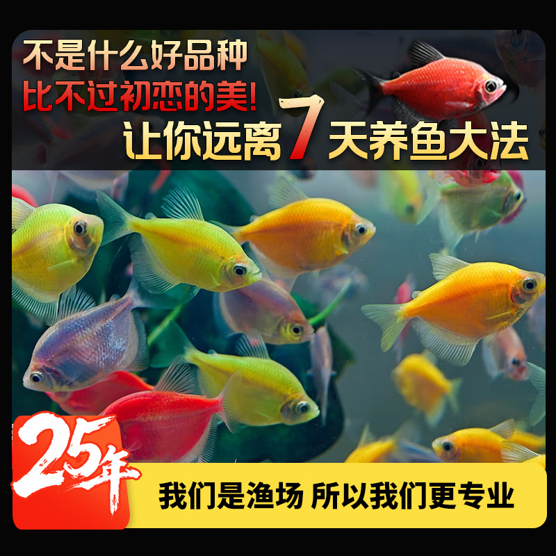 【直播专用】天使拉拉鱼糖果色活体观赏鱼热带鱼活鱼小型鱼混养