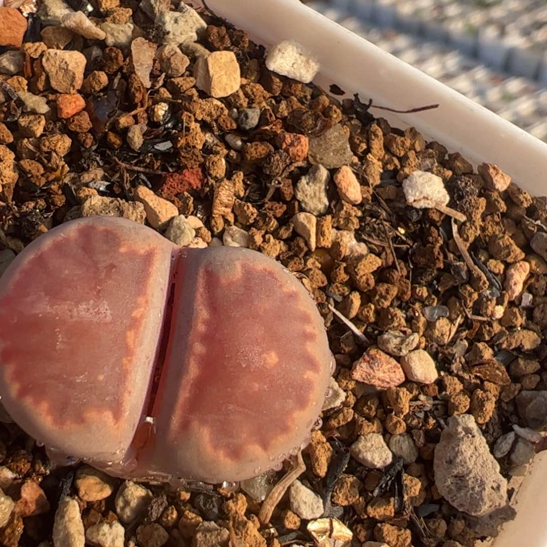 特价多肉植物百科1
