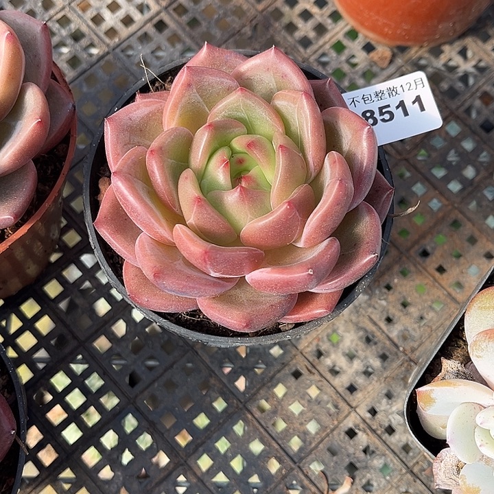 阿雅园艺。        8511Q橙