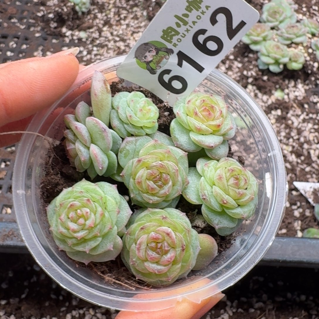 多肉植物多肉植物