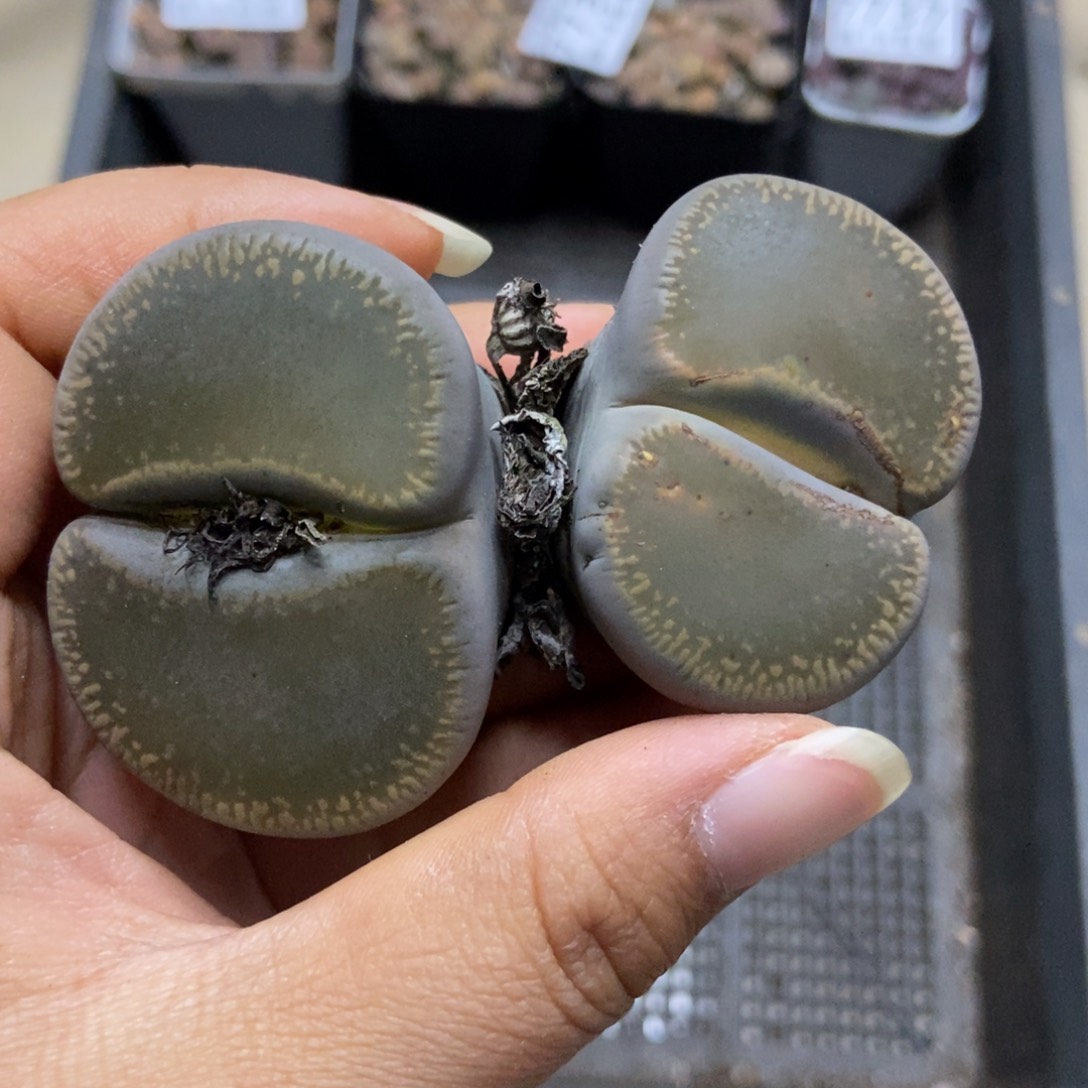 7738一颗母本日轮