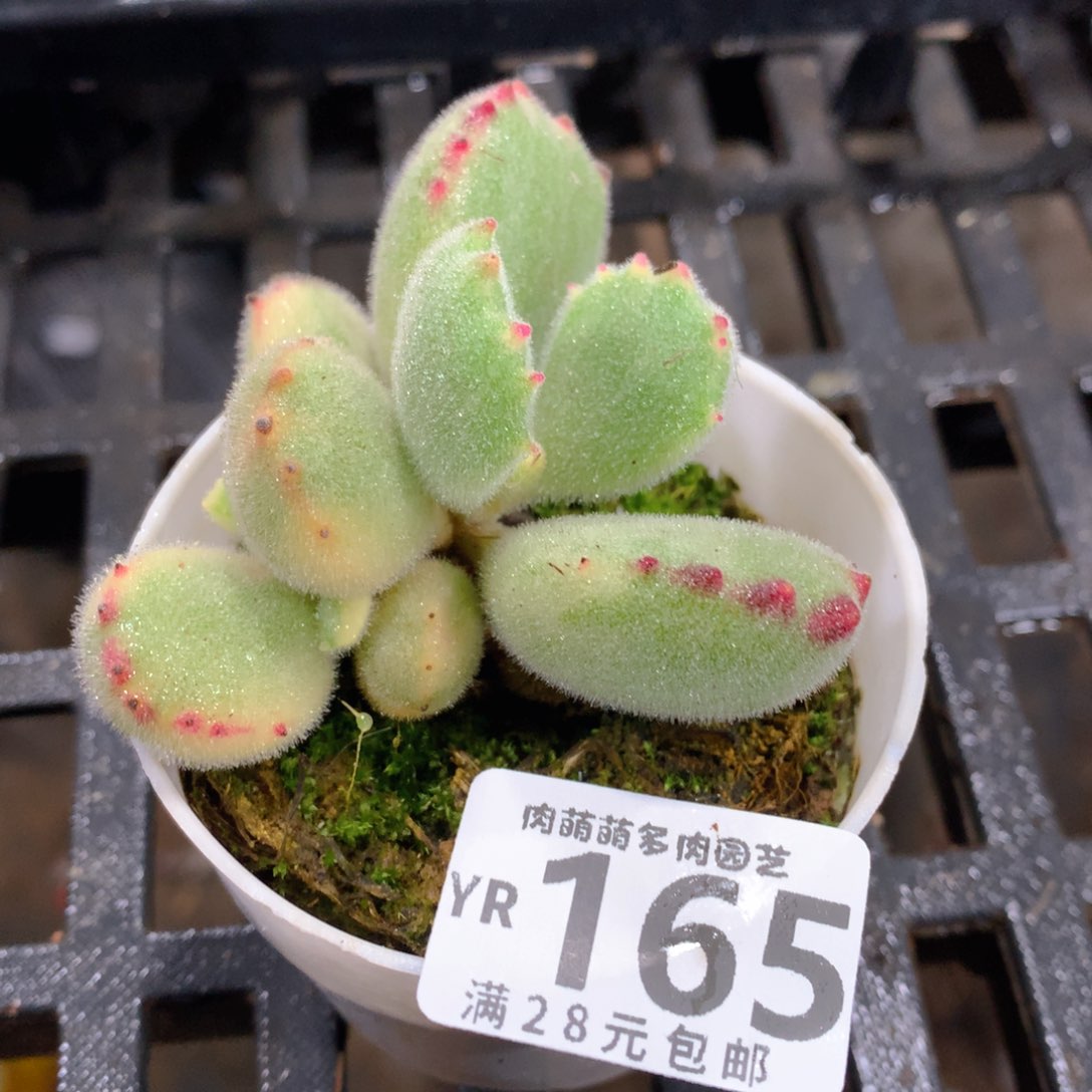 肉萌萌拇指盆精控多肉YR165