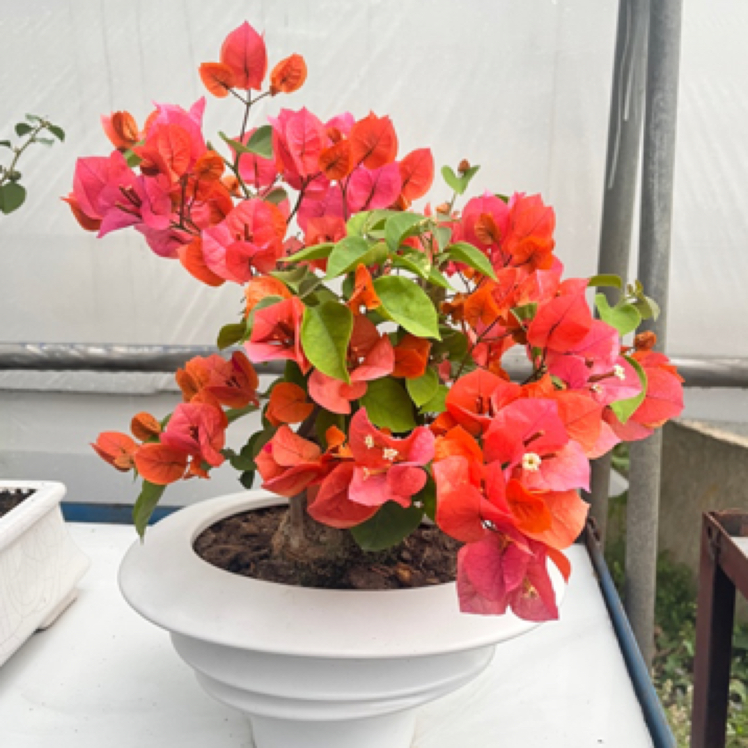 三角梅（爱马仕橙）一物一拍