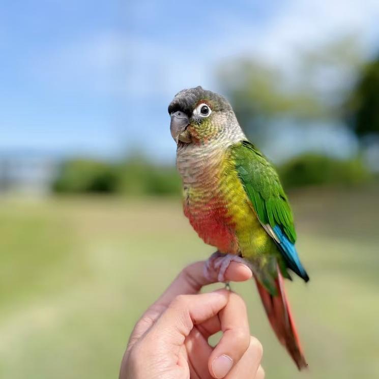 手养鹦鹉手养鸟活体宠物萌宠鹦鹉玄风鹦鹉一物一拍鹦鹉直播间