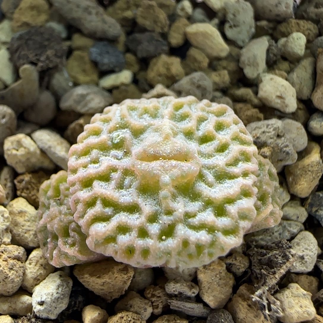 2-25-6-2当天满58包邮超烧1.8cm多肉脱土