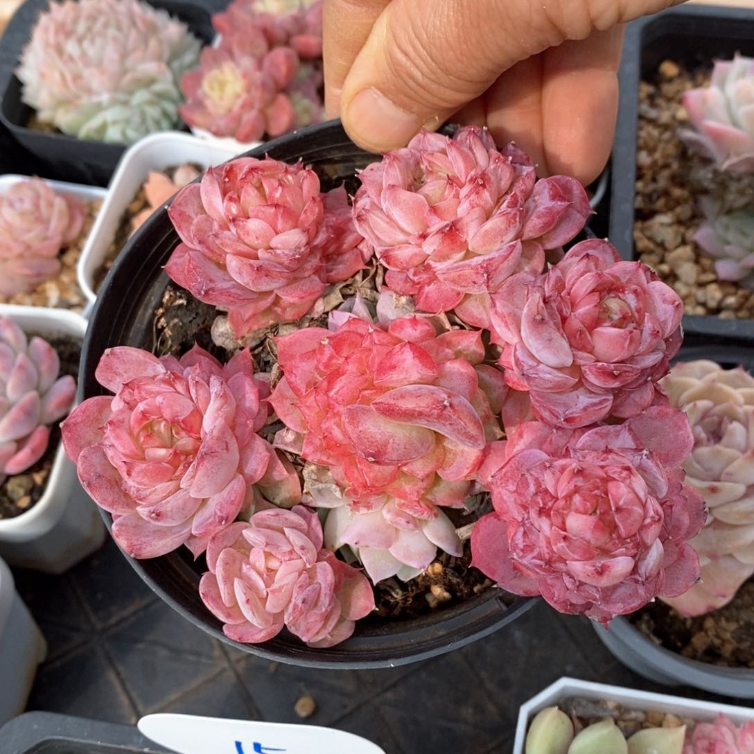 精品多肉一物一折不包整537