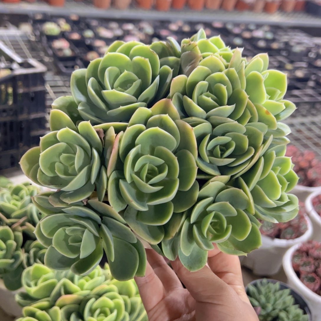 欣娜塔多头群生手捧大盆