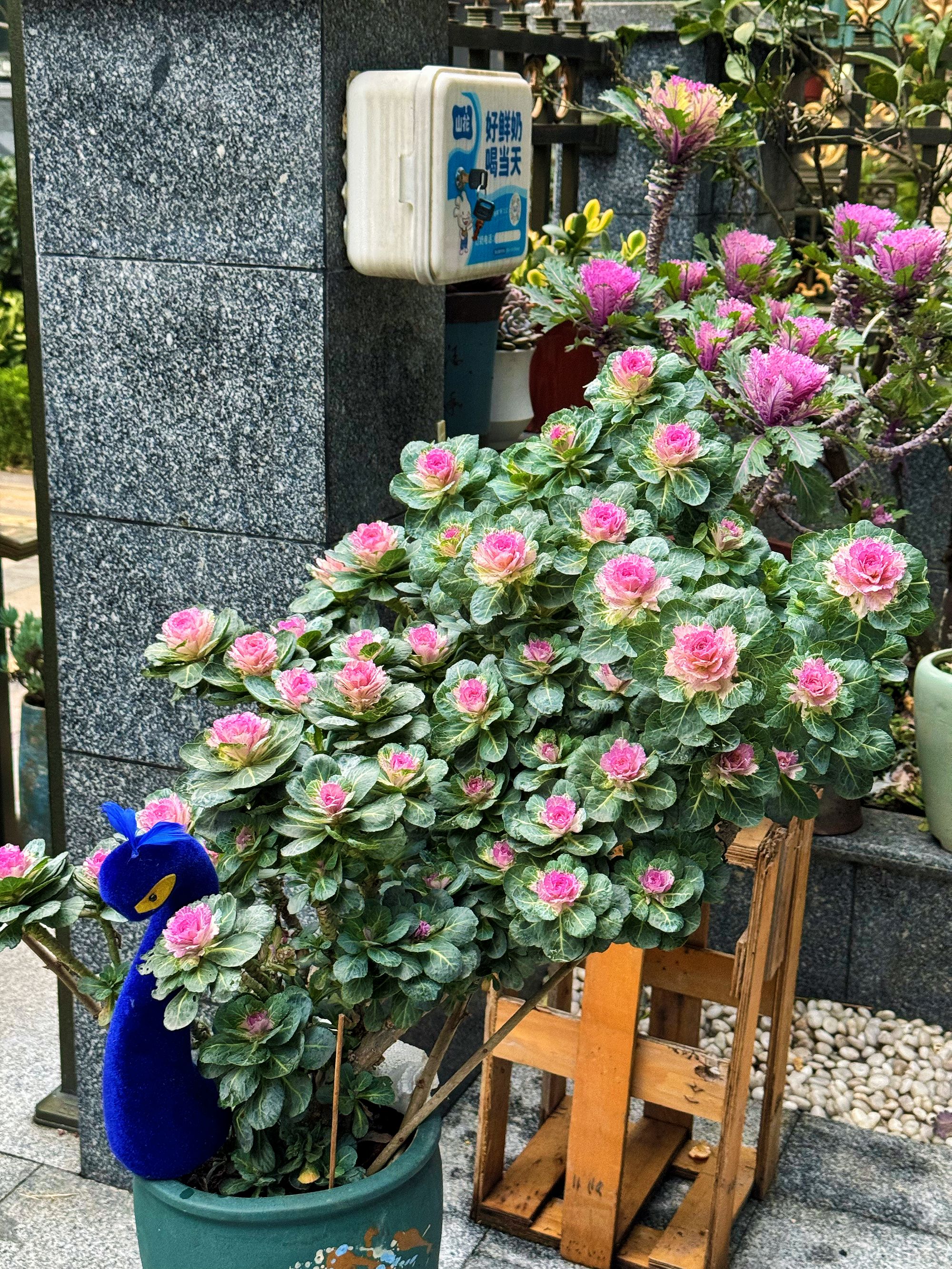 “花痴家！花痴自收羽衣甘蓝种子 ”混色200粒保底！品种丰富多样！！！！