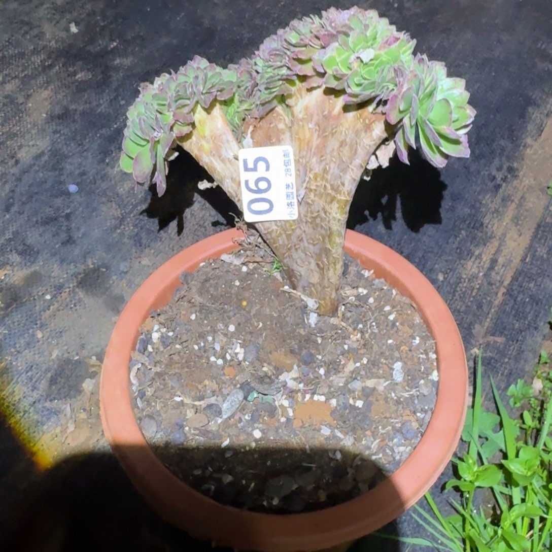 65海王缀化多肉植物满28包