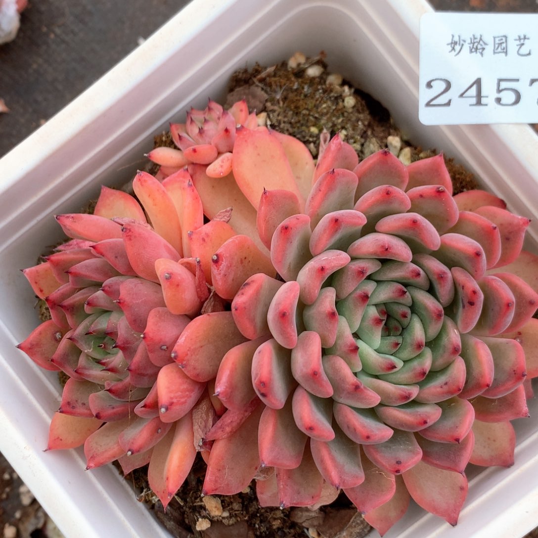 2457杂交多肉植物