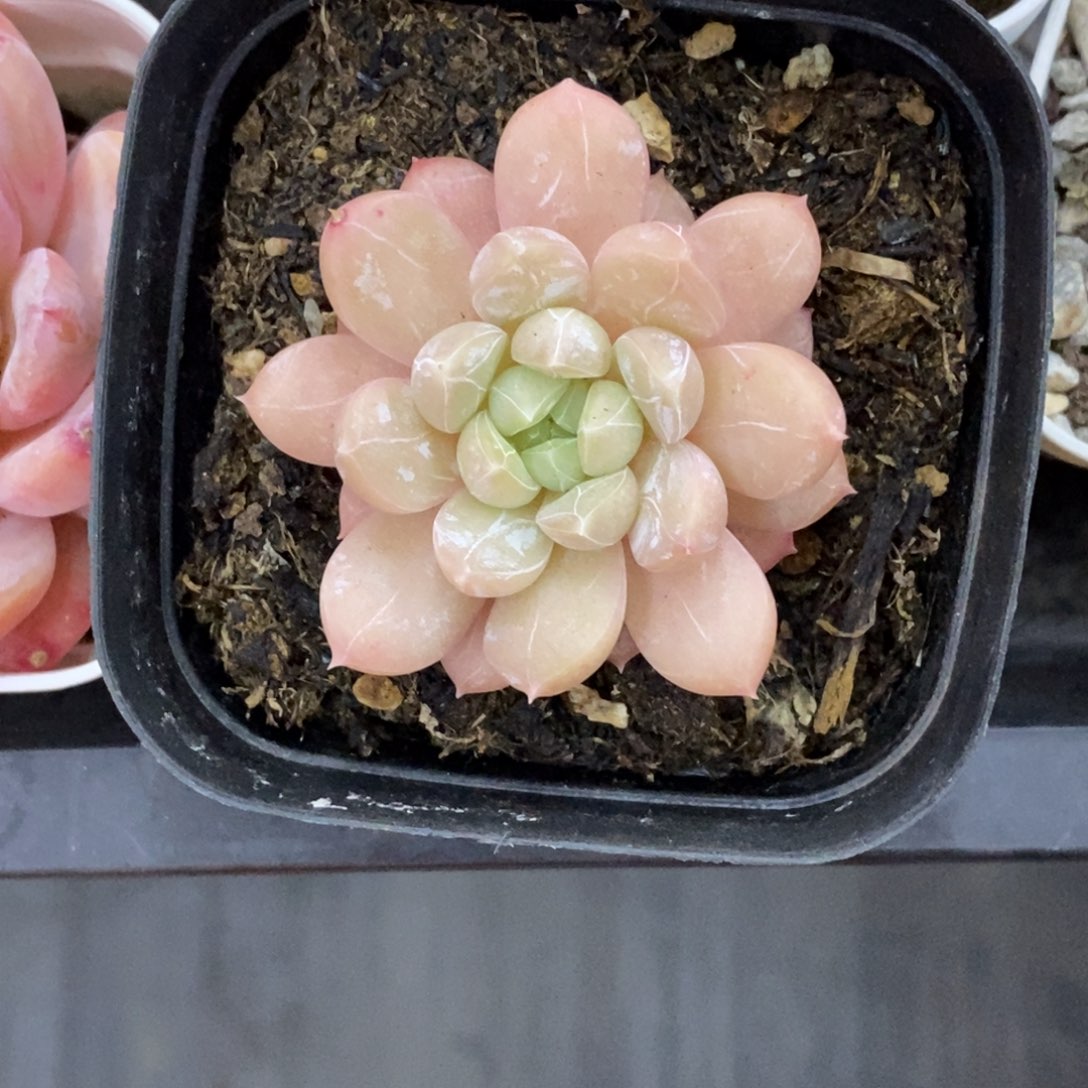精品多肉一物拍不包整374