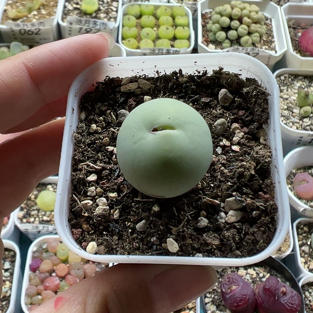 214鸽子蛋带盆土发货