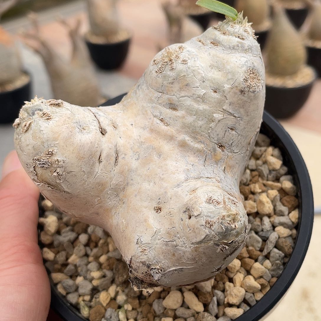 惠比须笑可带盆带盆发