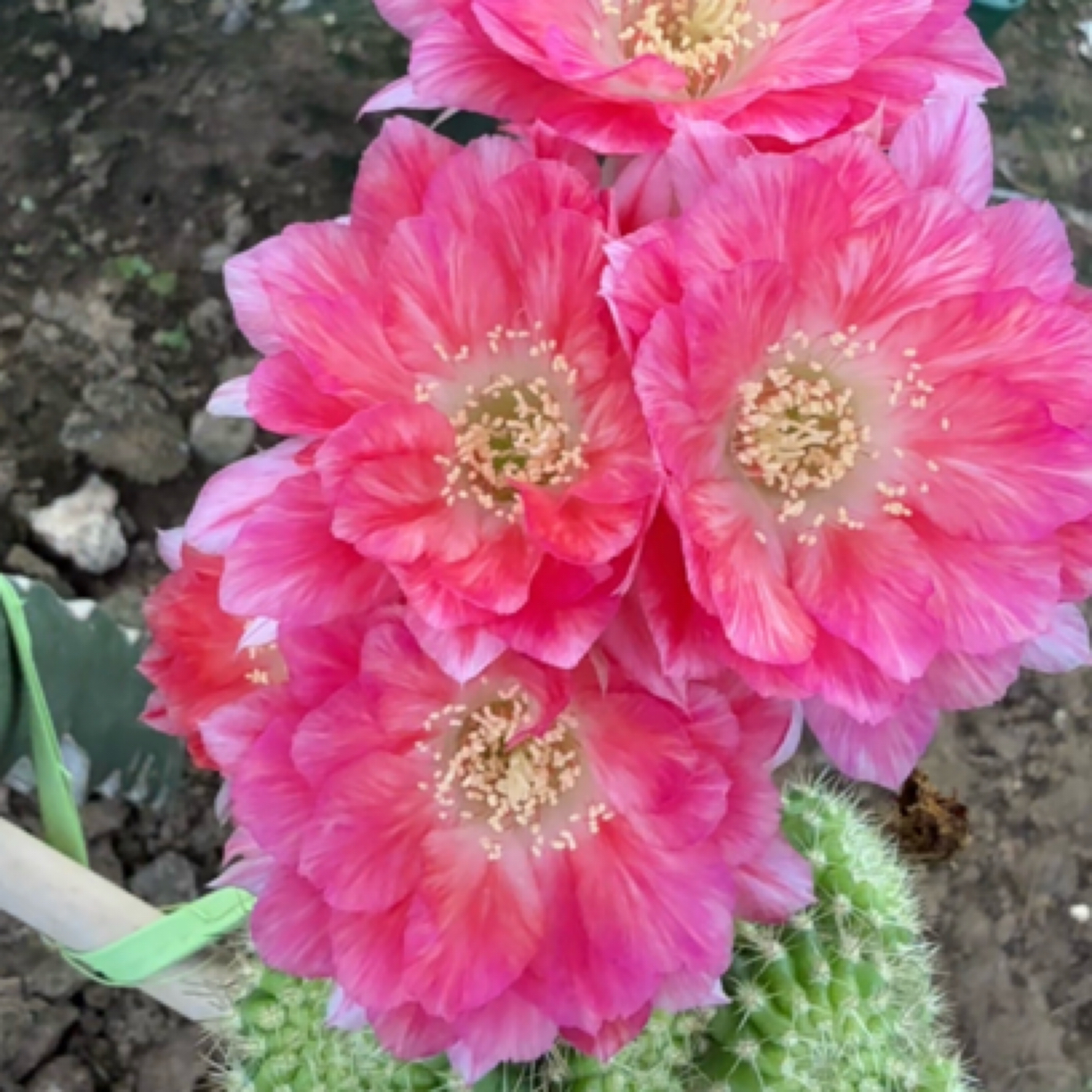 丽花血线无根3公分