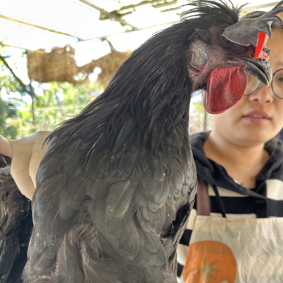 【女硕士推荐】跑山乌鸡老母鸡（五黑鸡）