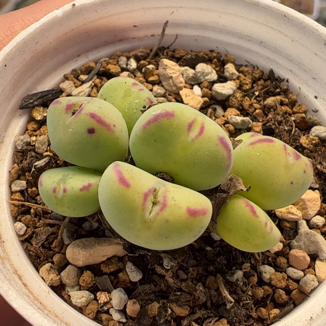 713多肉植物组合