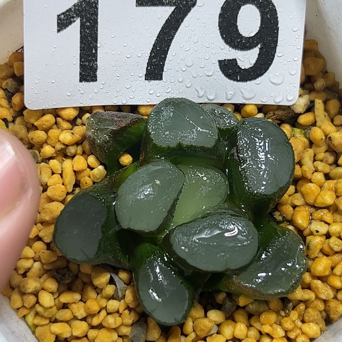 紫镜万象十二卷多肉植物
