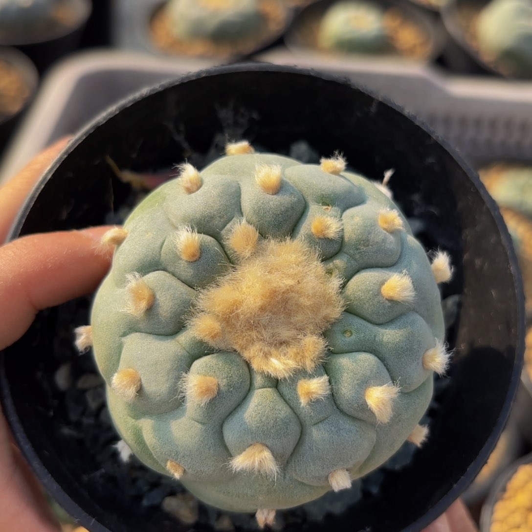 G g g g g g g 625g g g g