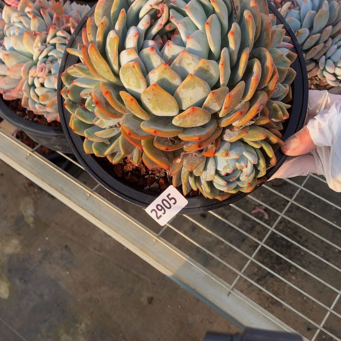 2905多头一个小男孩都要哭