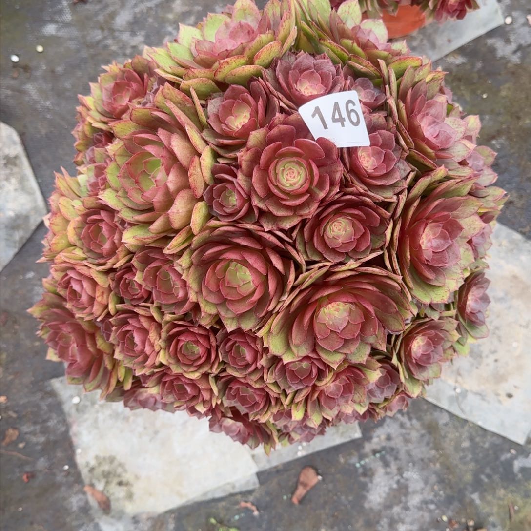 明**雾146多肉植物桃花