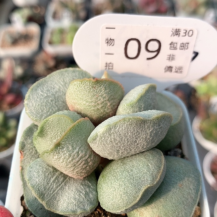 绿磨砂 09 多肉。     