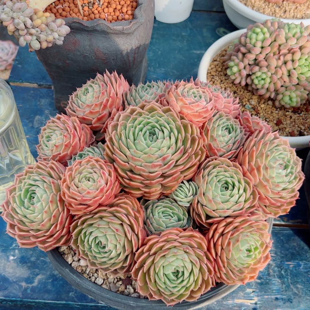 昂斯洛的多肉植物