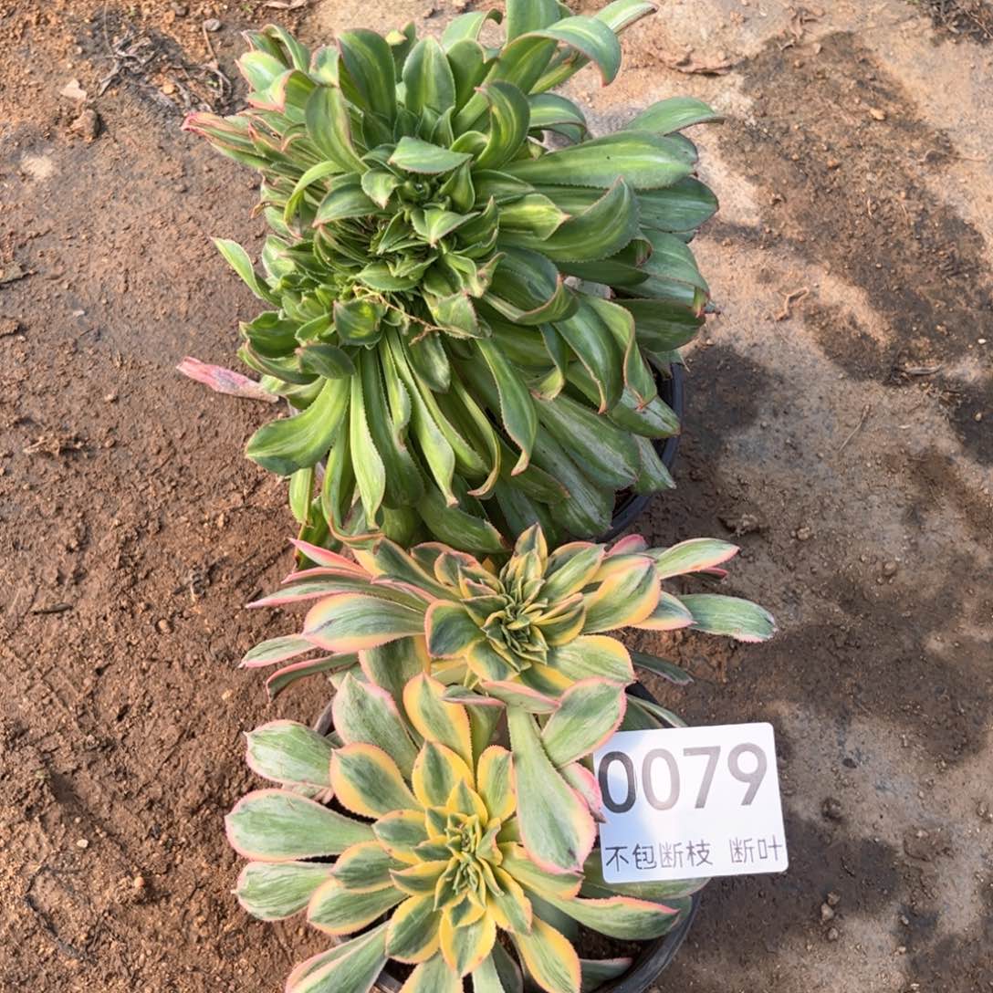 灿烂缀化加黄中班缀化