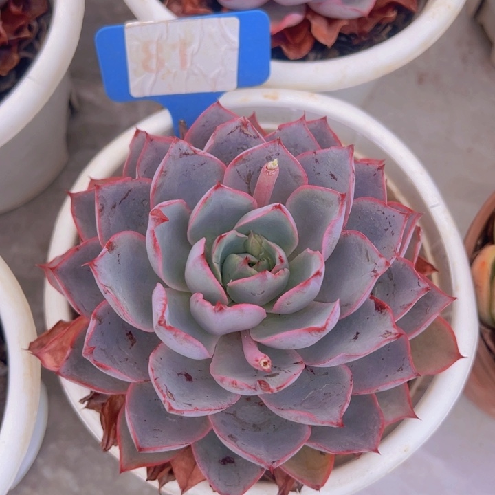 健健康康平平安安