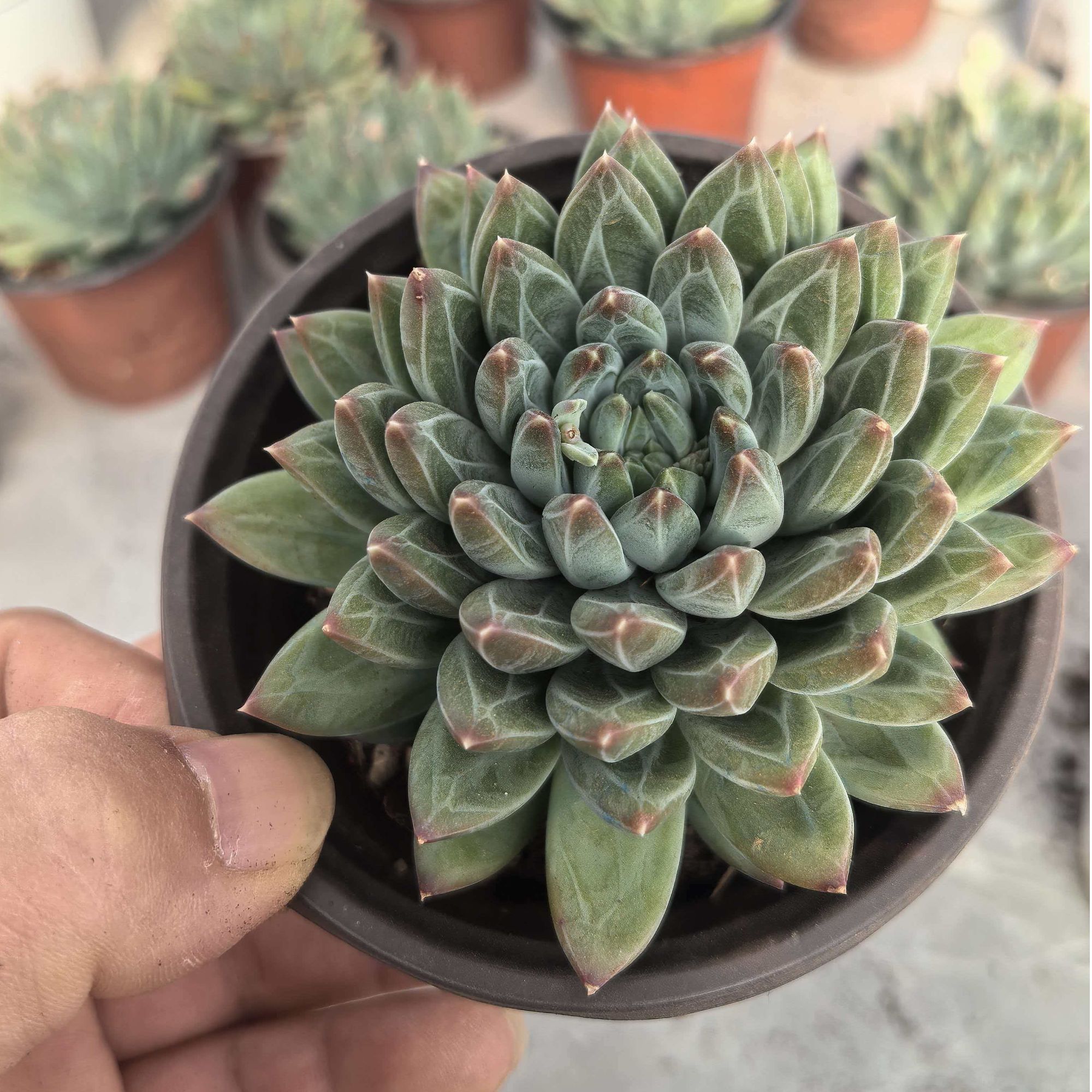 陨石      心动多肉精控精养