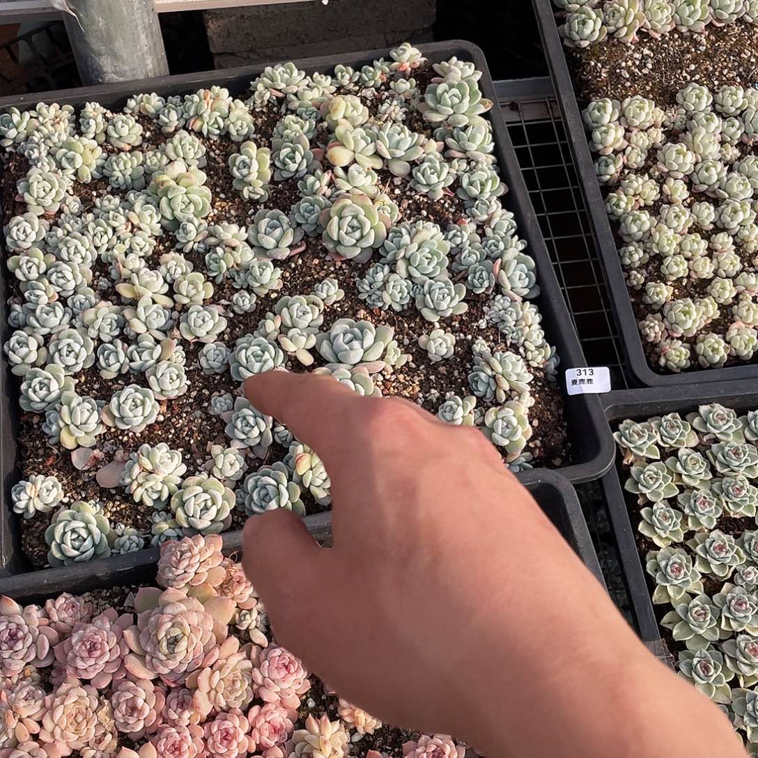 莹***月313。 定。                