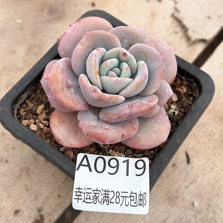 幸运的是我的朋友们一起