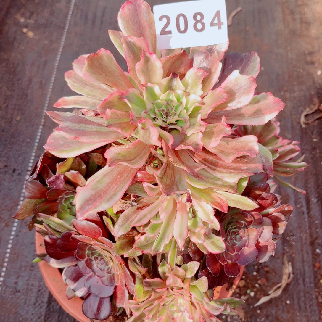 粉体皱叶仙不售后发货