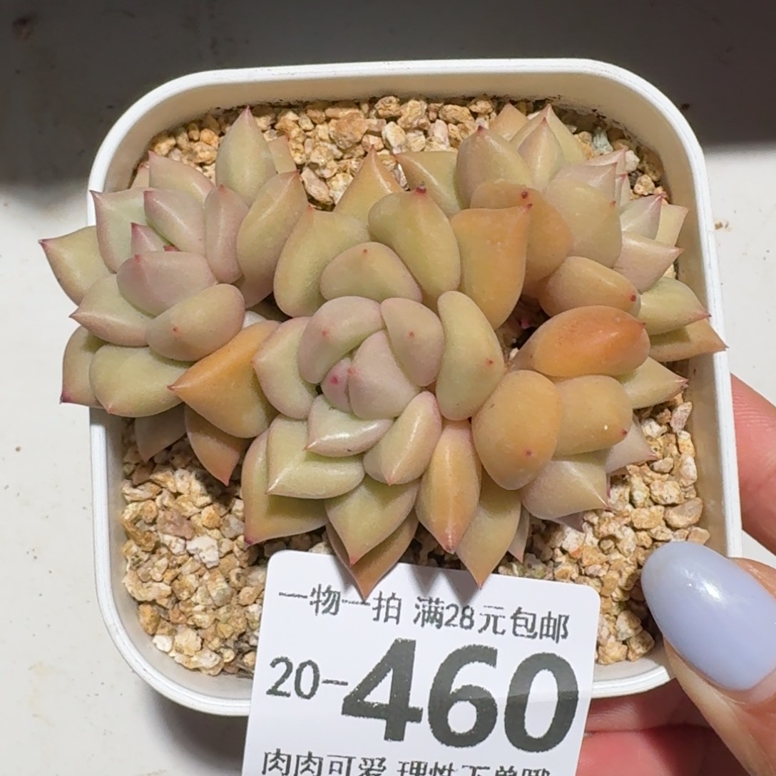 黄金象牙无盆土发货
